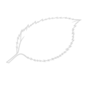 Nadziejnik